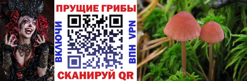Псилоцибиновые грибы MAGIC MUSHROOMS  KRAKEN сайт  Щучье  магазин продажи  